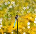 539 - ORTHETRUM BLEUISSANT - PAILLE JEAN-CLAUDE - france